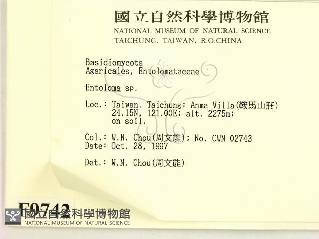 粉褶菌屬藏品圖，第2張