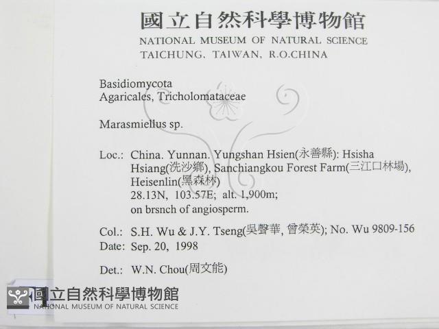 微皮傘屬藏品圖，第2張