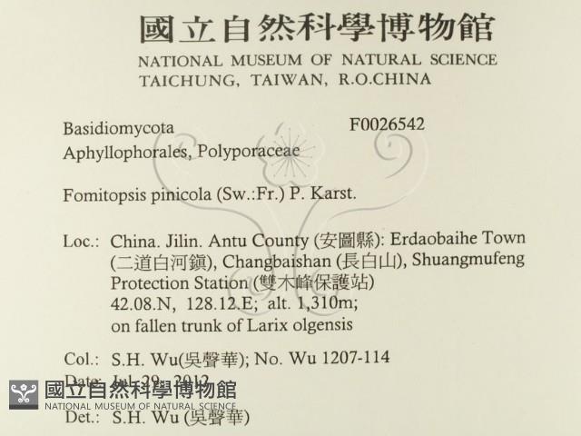 松生擬層孔菌藏品圖，第2張