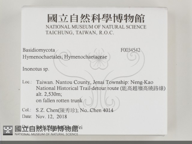 纖孔菌屬藏品圖，第2張