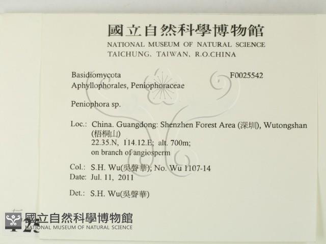 筍殼菌屬藏品圖，第2張