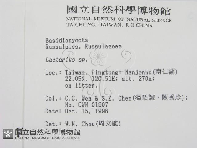 乳菇屬藏品圖，第2張
