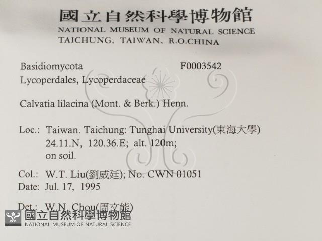 紫色禿馬勃藏品圖，第2張