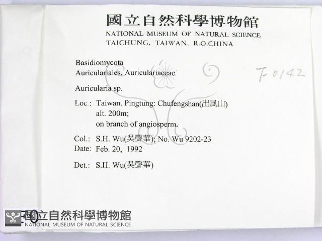 木耳屬藏品圖，第2張