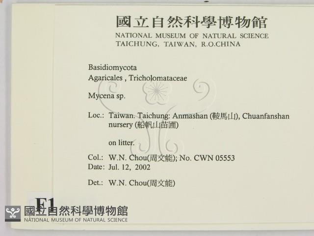 小菇屬藏品圖，第2張