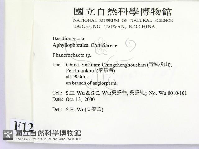 顯絲菌屬藏品圖，第2張