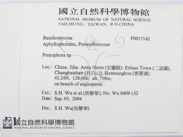 筍殼菌屬藏品圖，第2張