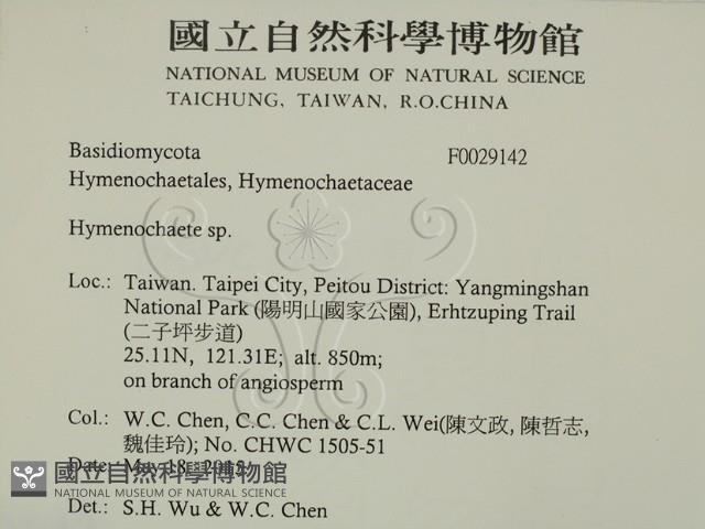 刺革菌屬藏品圖，第2張