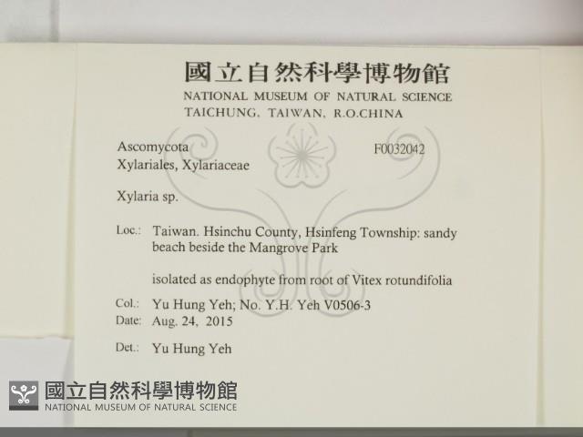 炭角菌屬藏品圖，第2張