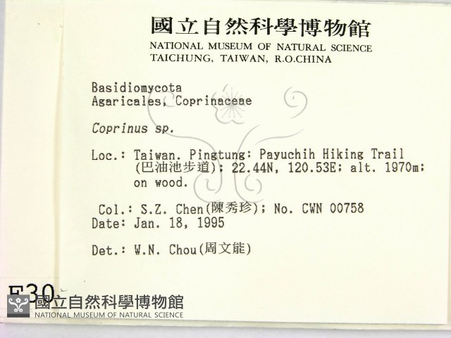 鬼傘屬藏品圖，第2張