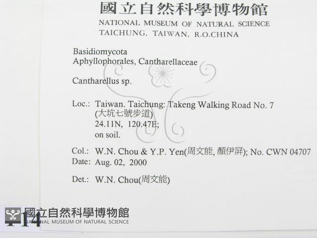 雞油菌屬藏品圖，第2張