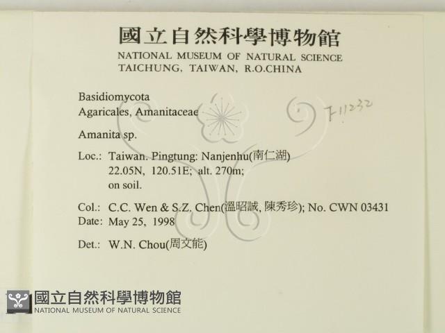 鵝膏屬藏品圖，第2張
