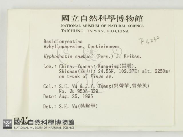 冇骨消絲齒菌藏品圖，第2張