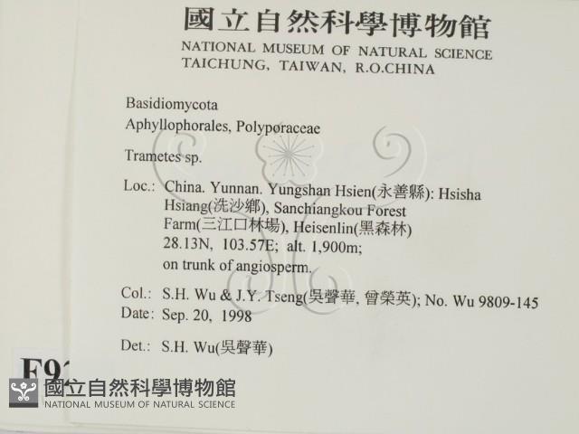 栓菌屬藏品圖，第2張