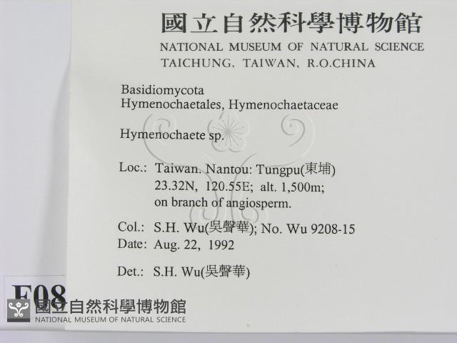 刺革菌屬藏品圖，第2張