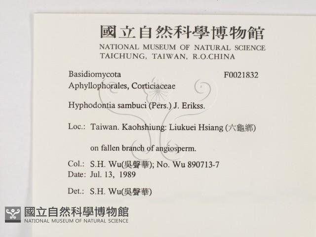 冇骨消絲齒菌藏品圖，第2張