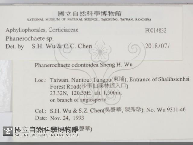 顯絲菌屬藏品圖，第2張