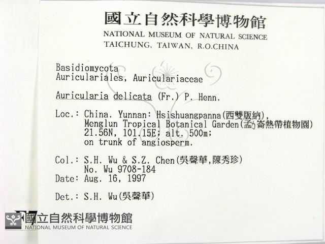 皺木耳藏品圖，第2張