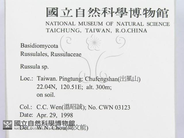 紅菇屬藏品圖，第2張