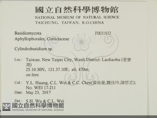 柱擔菌屬藏品圖，第2張