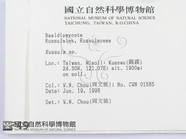 紅菇屬藏品圖，第2張