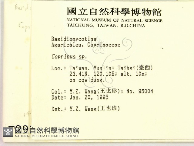 鬼傘屬藏品圖，第2張