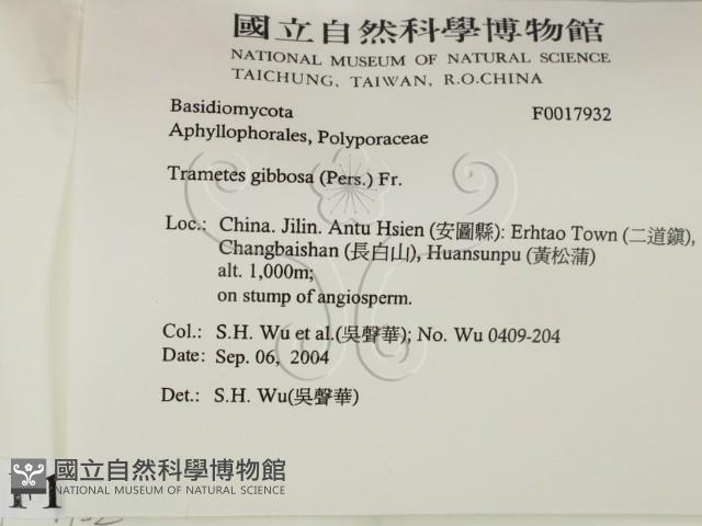 偏腫栓菌藏品圖，第2張