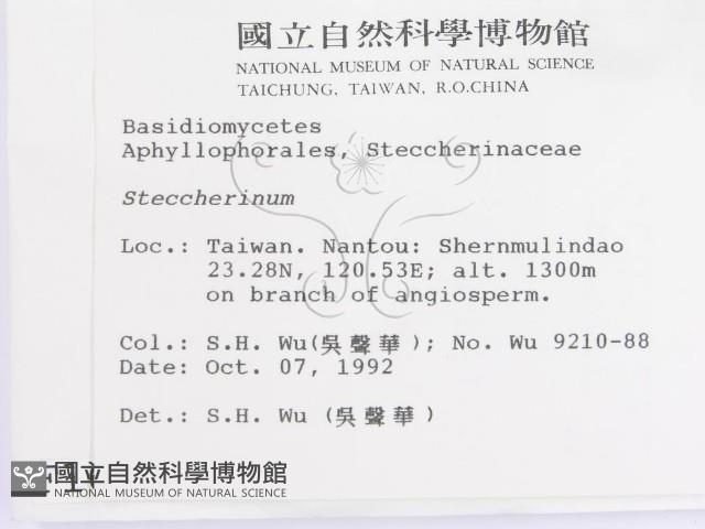 齒耳菌屬藏品圖，第2張
