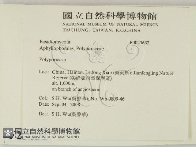 多孔菌屬藏品圖，第2張