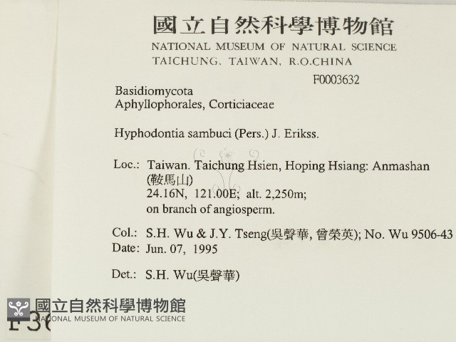 冇骨消絲齒菌藏品圖，第2張