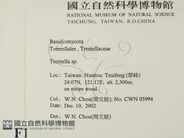 銀耳屬藏品圖，第2張