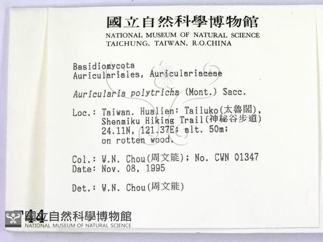 毛木耳藏品圖，第2張