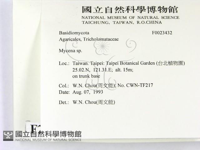 小菇屬藏品圖，第2張