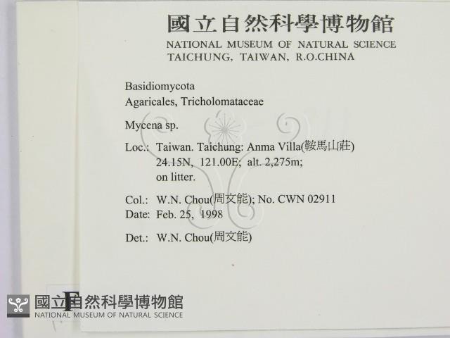 小菇屬藏品圖，第2張