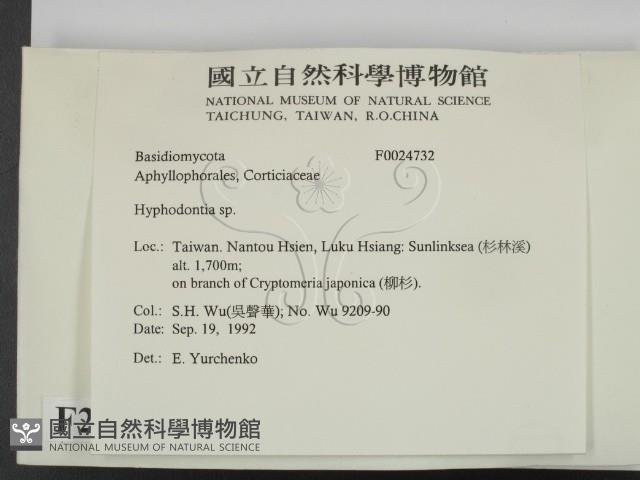 絲齒菌屬藏品圖，第2張