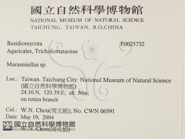 微皮傘屬藏品圖，第2張