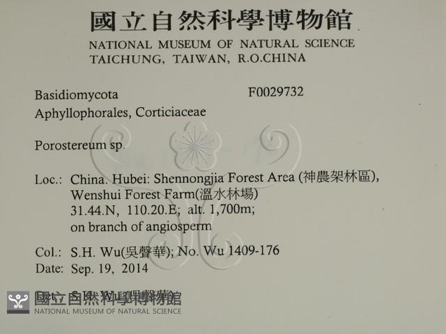 孔韌菌屬藏品圖，第2張