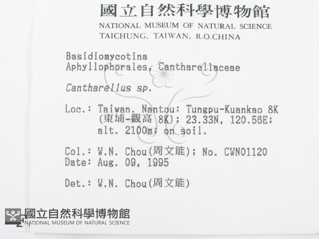 雞油菌屬藏品圖，第2張