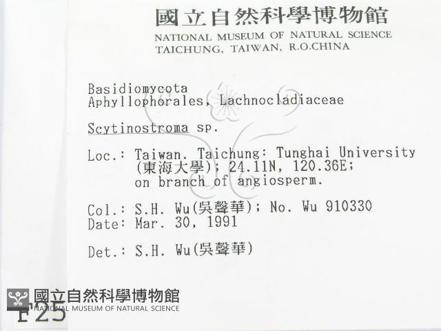 革墊菌屬藏品圖，第2張