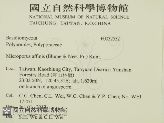 相鄰小孔菌藏品圖，第2張