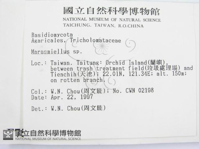 微皮傘屬藏品圖，第2張