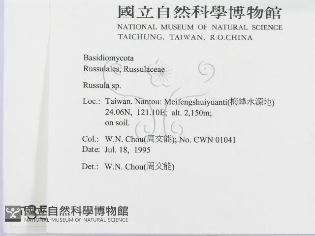 紅菇屬藏品圖，第2張