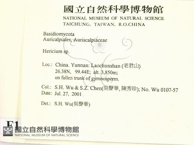 猴頭菇屬藏品圖，第2張