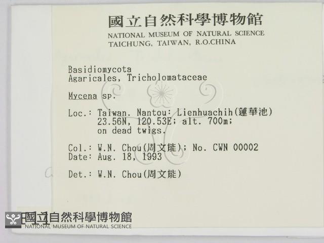 小菇屬藏品圖，第2張
