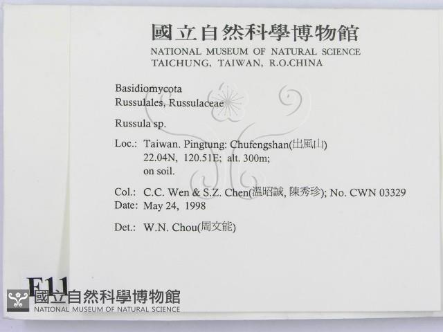 紅菇屬藏品圖，第2張