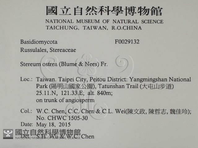 蠔韌革菌藏品圖，第2張