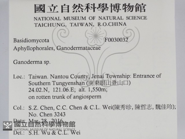 靈芝屬藏品圖，第2張