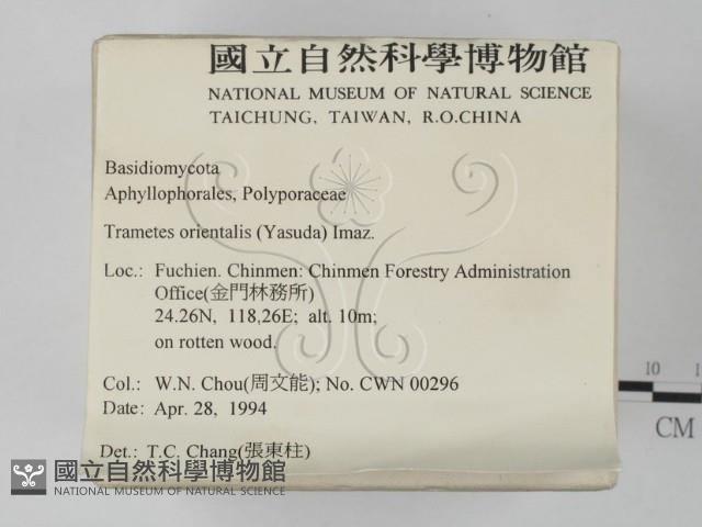東方栓菌藏品圖，第2張
