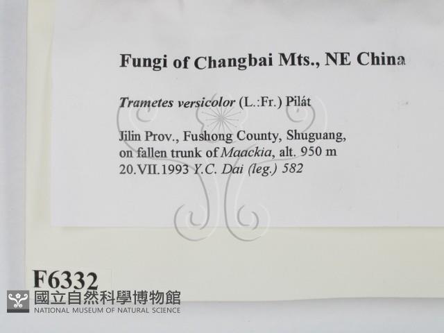 雲芝藏品圖，第2張