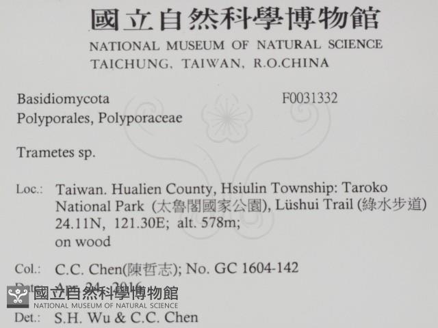 栓菌屬藏品圖，第2張